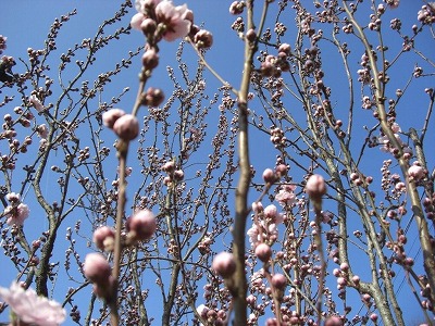 咲き始めました花桃