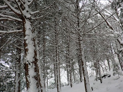 s-CIMG0117.jpg