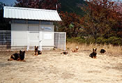 訓練所での犬達